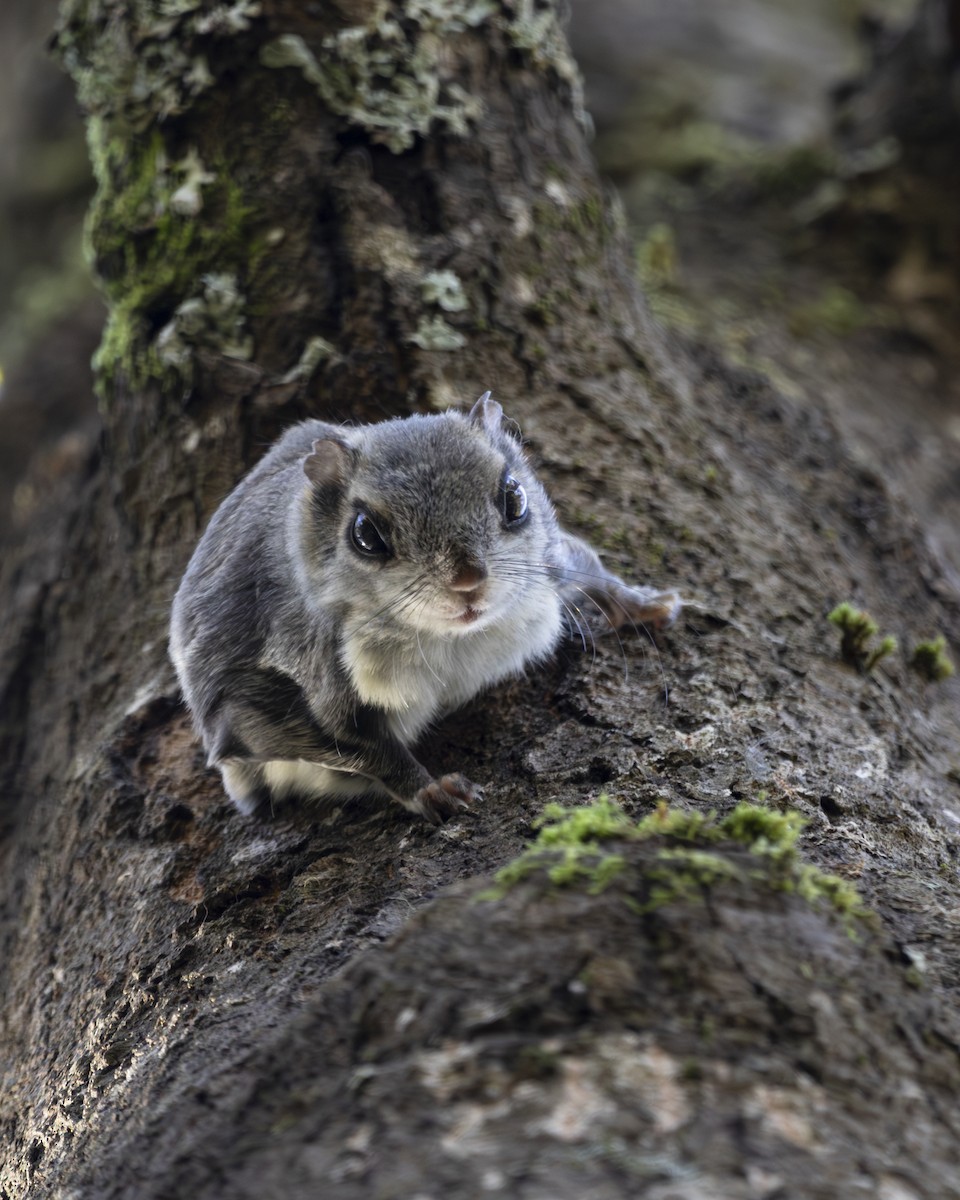 Mammals - ML642773483