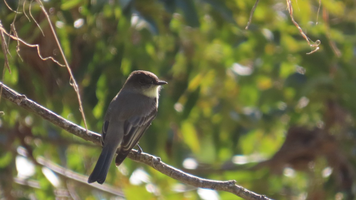 Eastern Phoebe - ML642773489