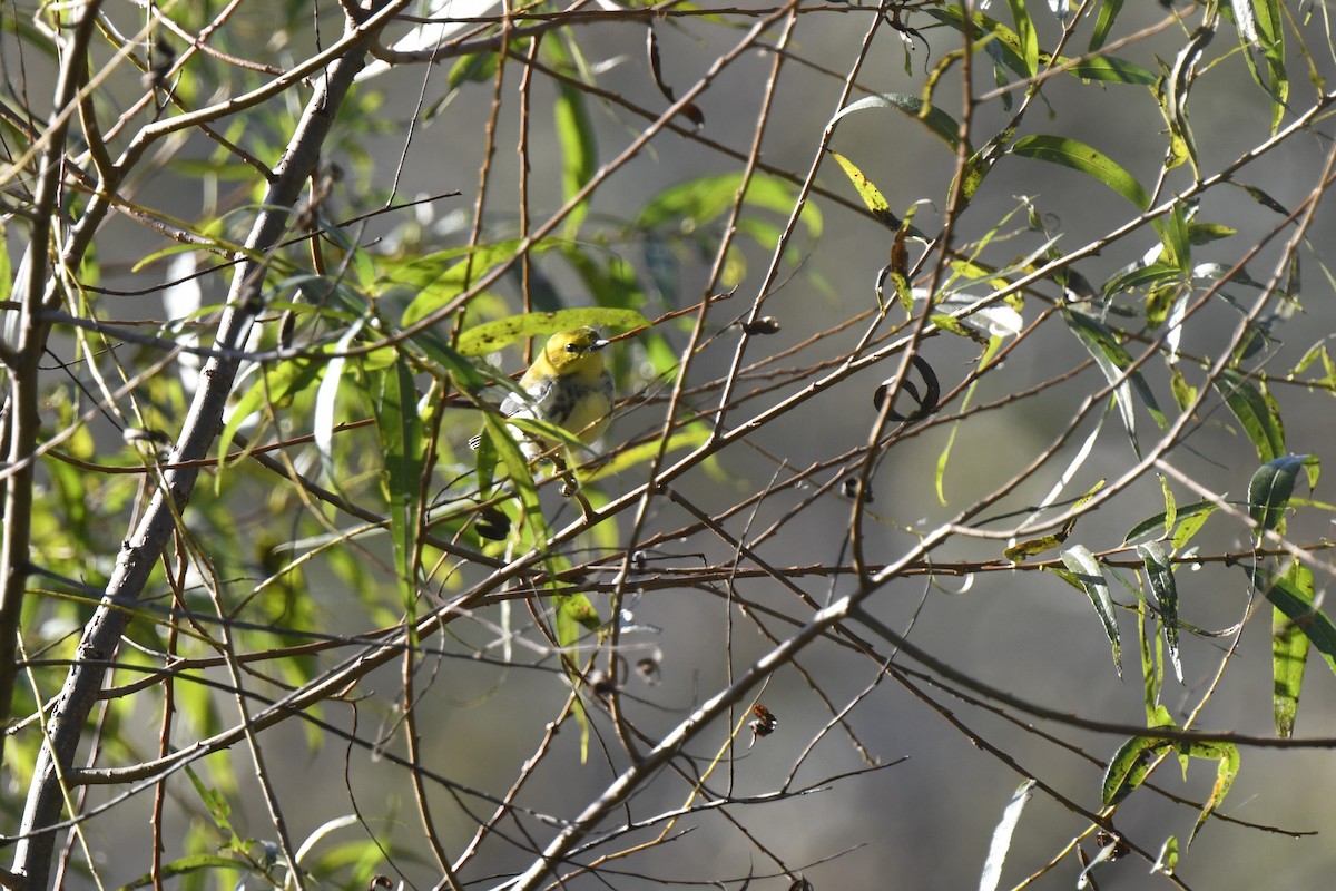 Black-throated Green Warbler - ML642773492
