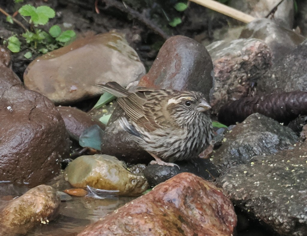 Chinese White-browed Rosefinch - ML642773493