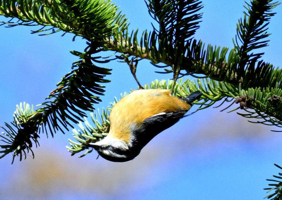 Red-breasted Nuthatch - ML642773498