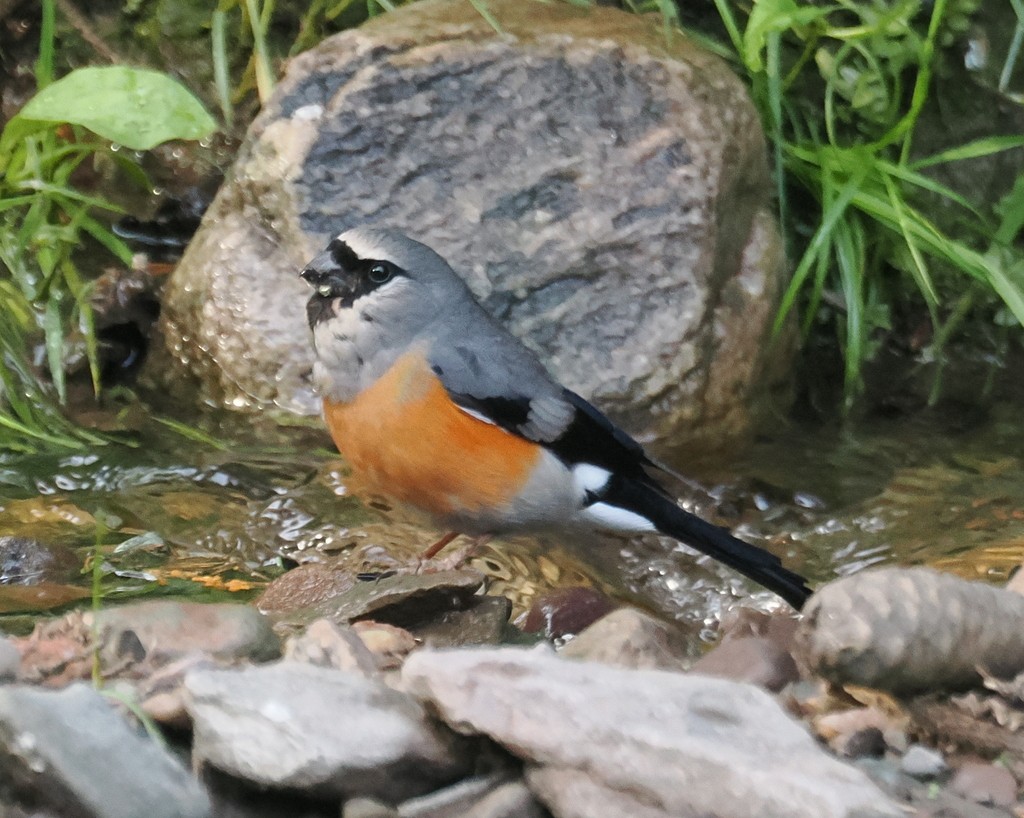 Gray-headed Bullfinch - ML642773506