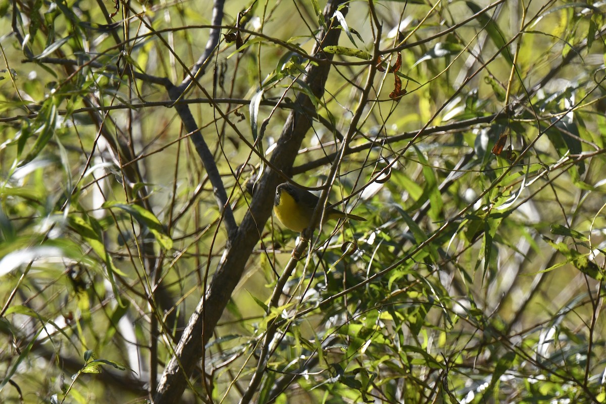 Common Yellowthroat - ML642773510