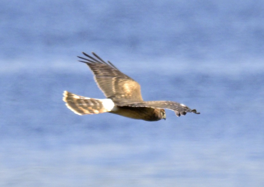 Northern Harrier - ML642773517