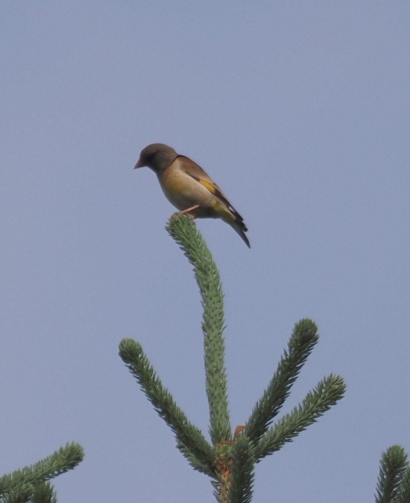 Oriental Greenfinch (Oriental) - ML642773522