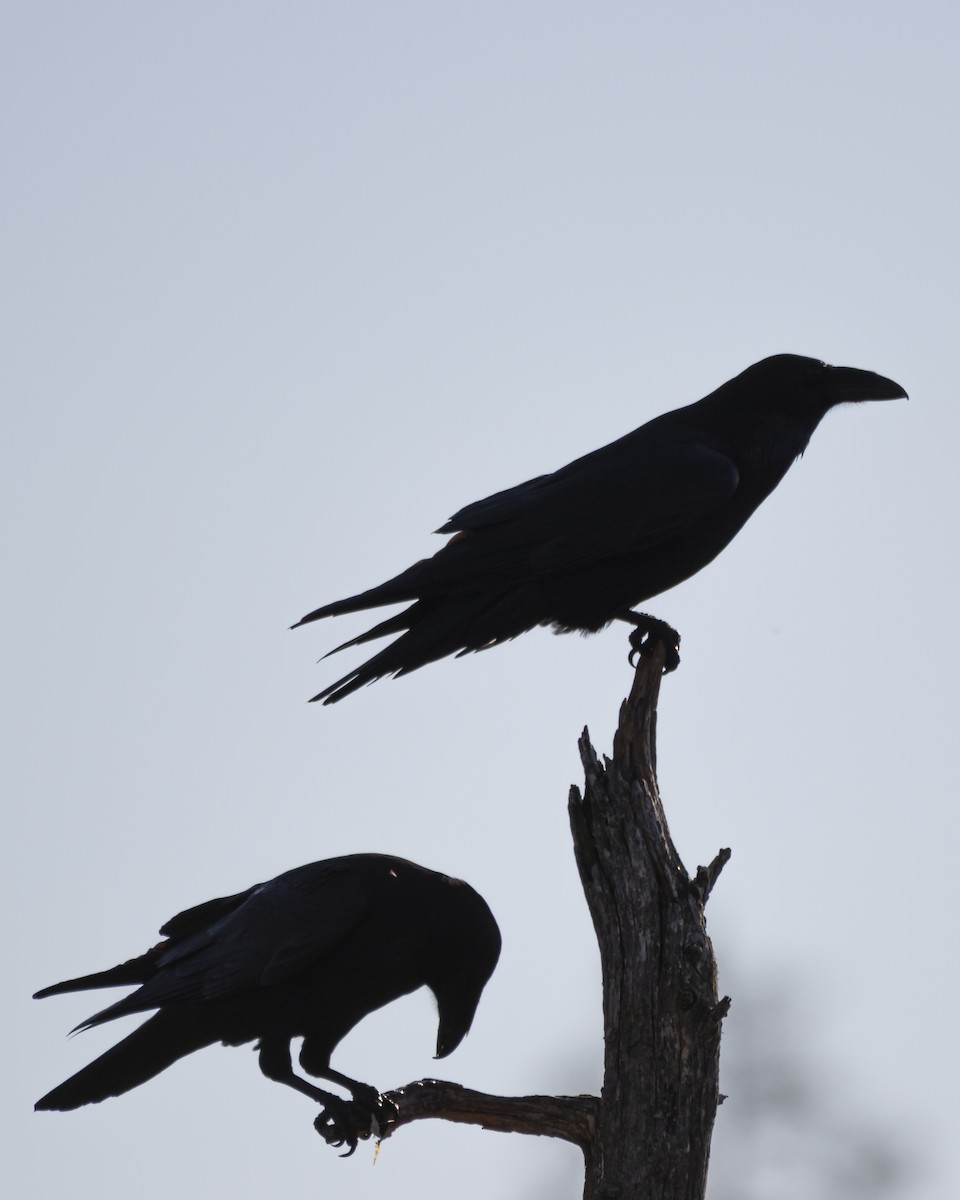 Common Raven - ML642773562