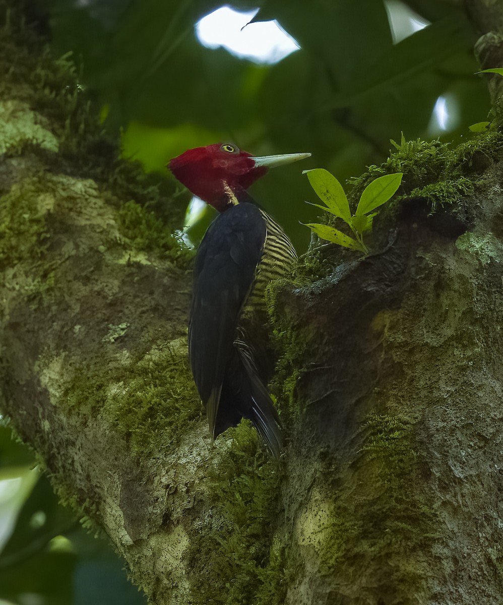 Pale-billed Woodpecker - ML642773575