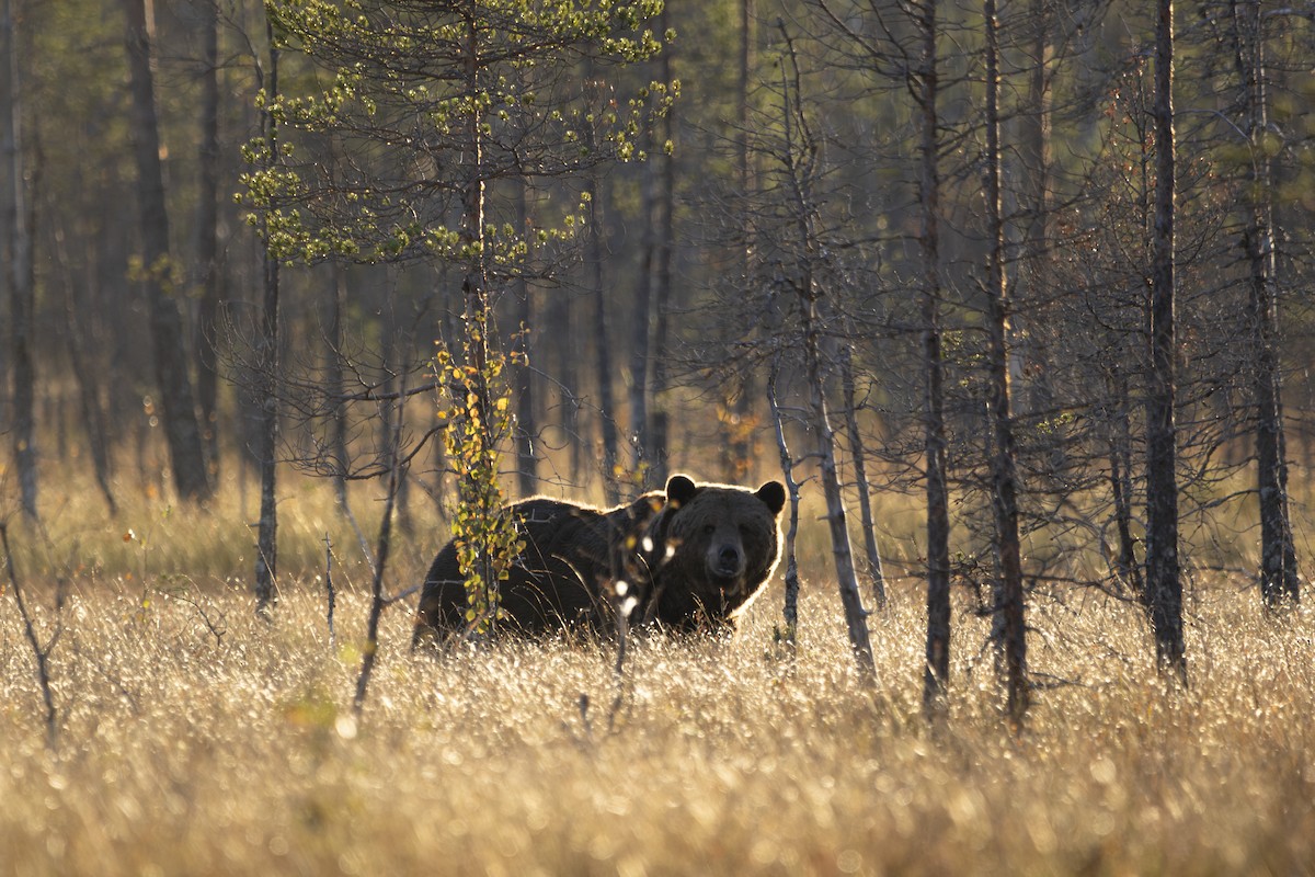 Eurasian Brown Bear - ML642773578
