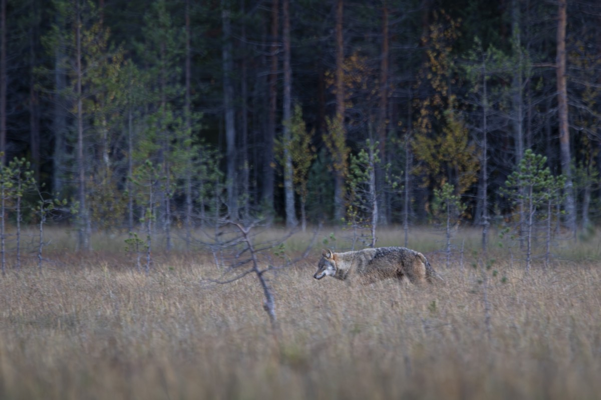 Eurasian Wolf - ML642773592