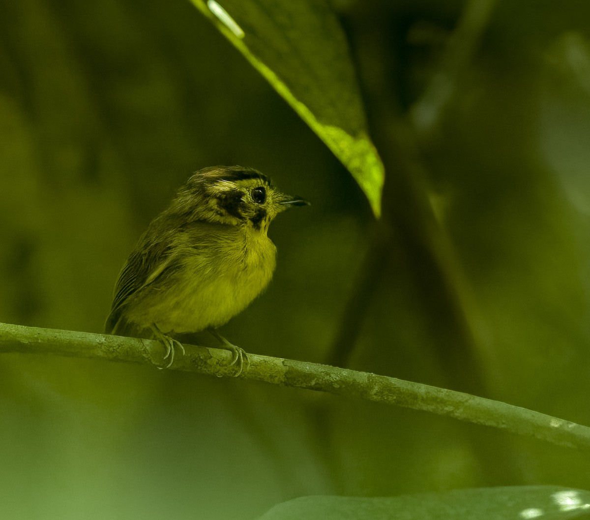 Golden-crowned Spadebill - ML642773594