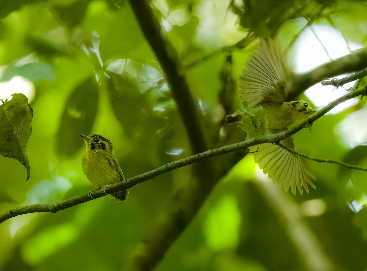 Golden-crowned Spadebill - ML642773595