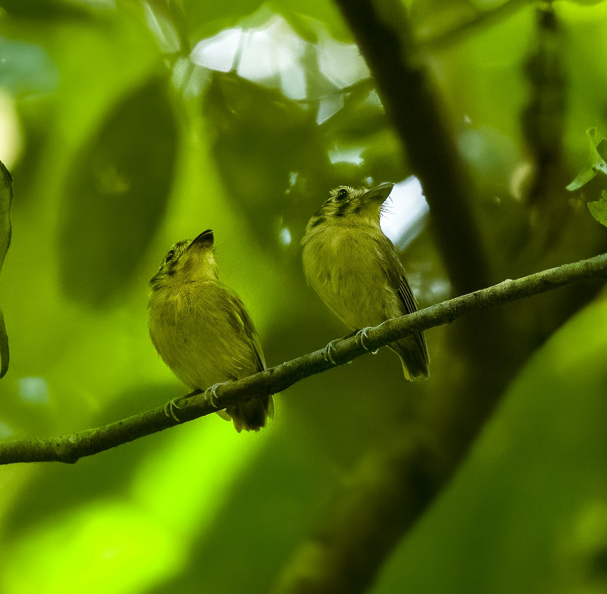 Golden-crowned Spadebill - ML642773596