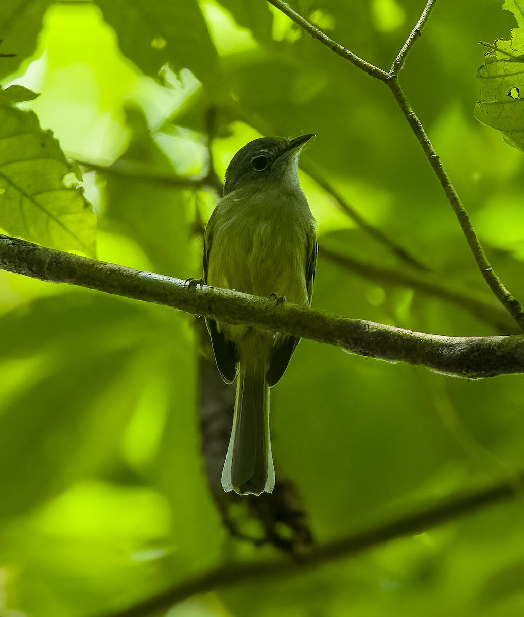 Eye-ringed Flatbill - ML642773603