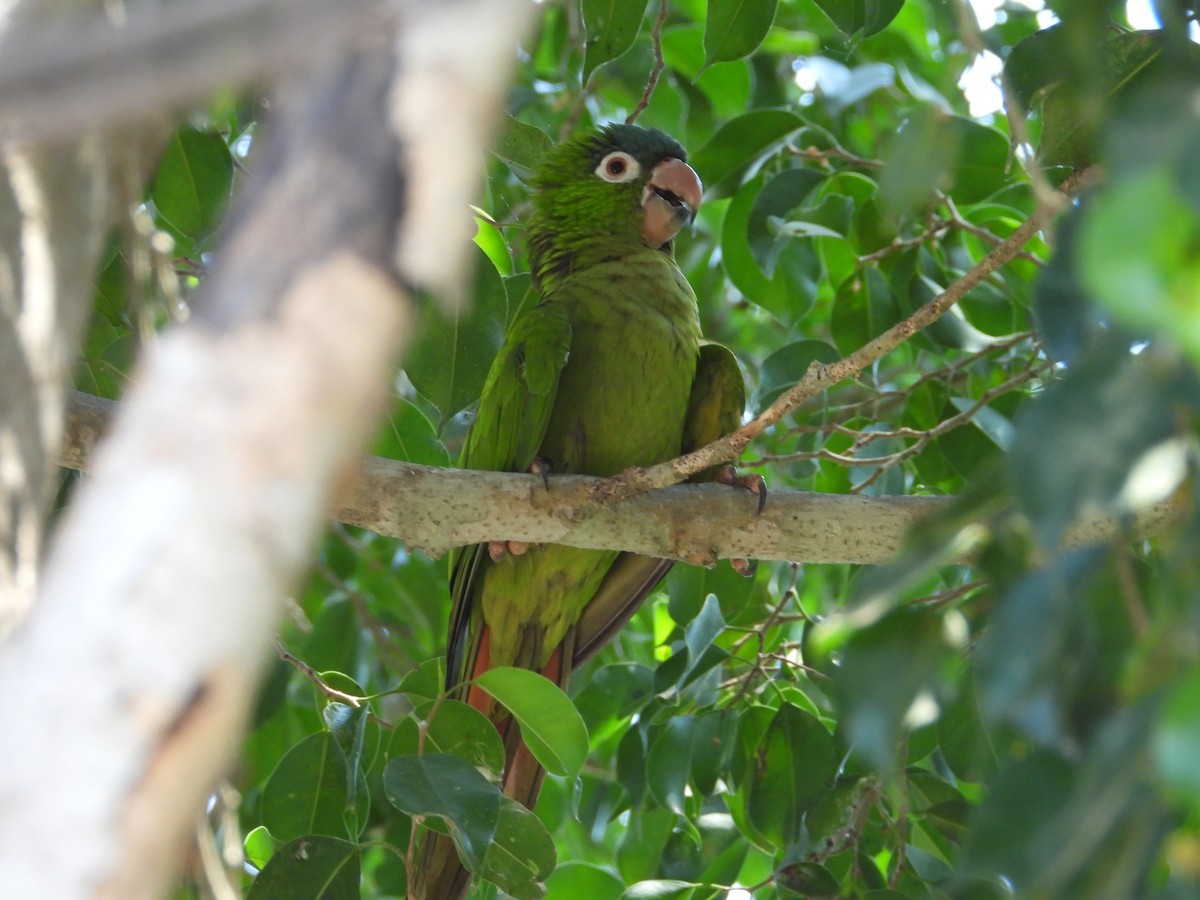 Blue-crowned Parakeet (Blue-headed) - ML642773604