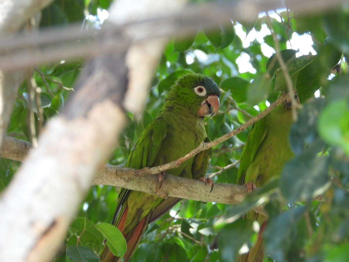 Blue-crowned Parakeet (Blue-headed) - ML642773605