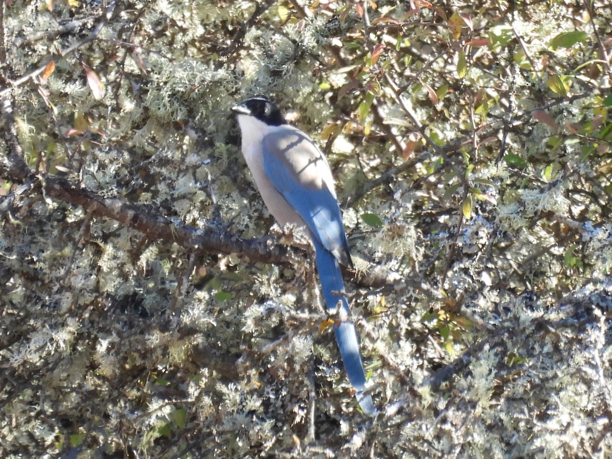 Iberian Magpie - ML642773619