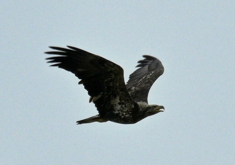 Bald Eagle - ML642773621