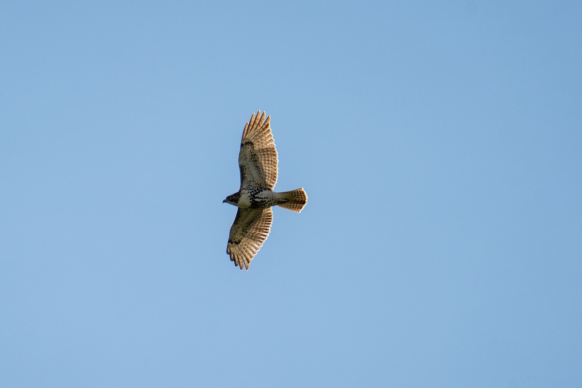 Red-tailed Hawk - ML642773624
