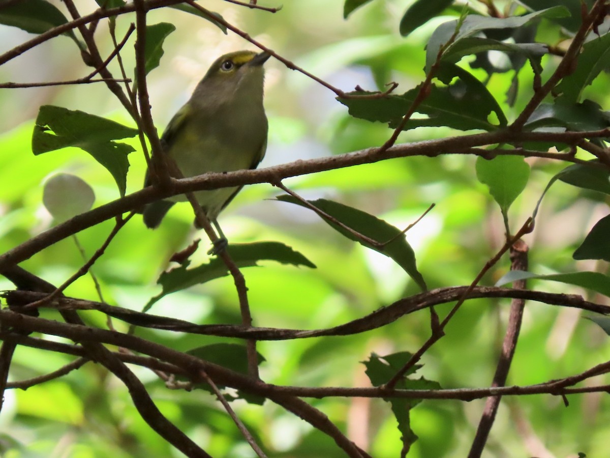 Weißaugenvireo - ML642773632