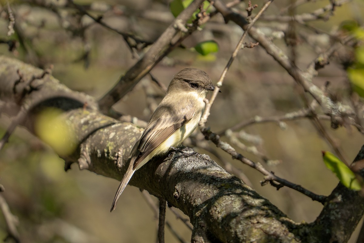 Eastern Phoebe - ML642773650