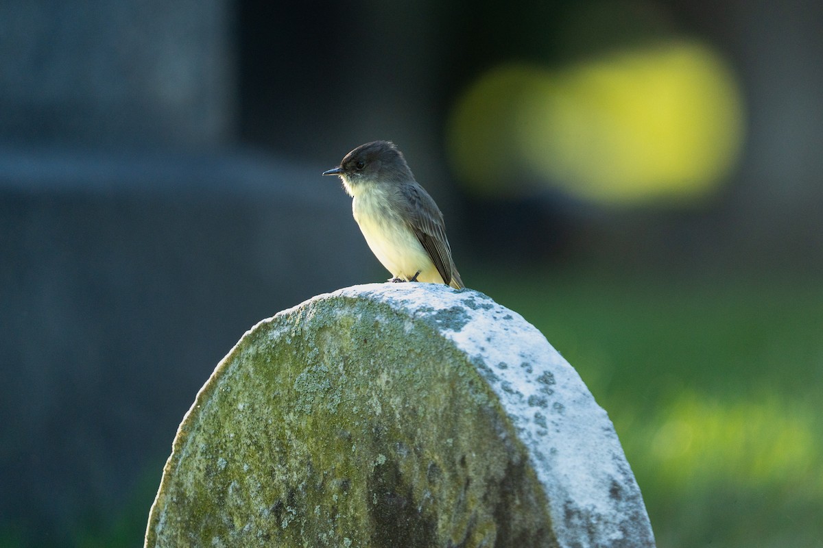 Eastern Phoebe - ML642773651