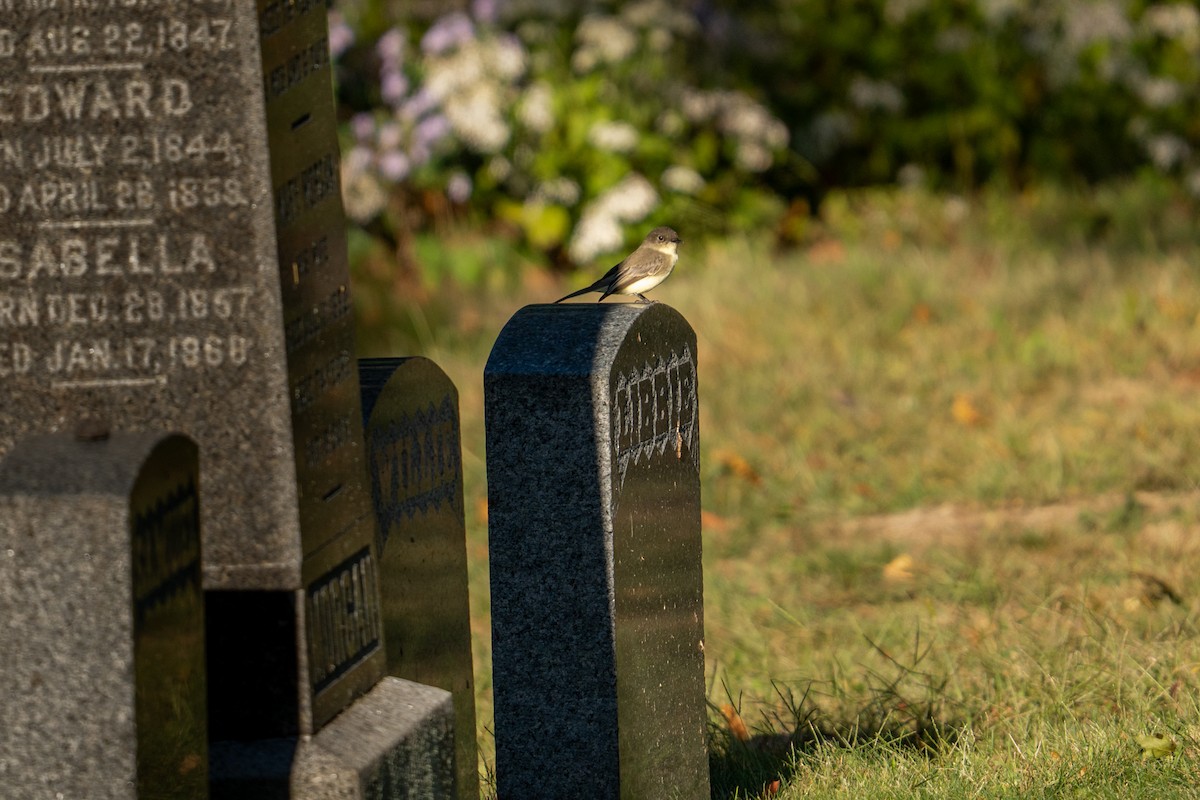 Eastern Phoebe - ML642773652