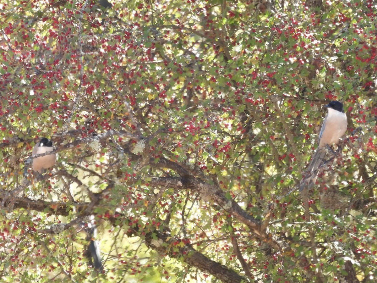 Iberian Magpie - ML642773664