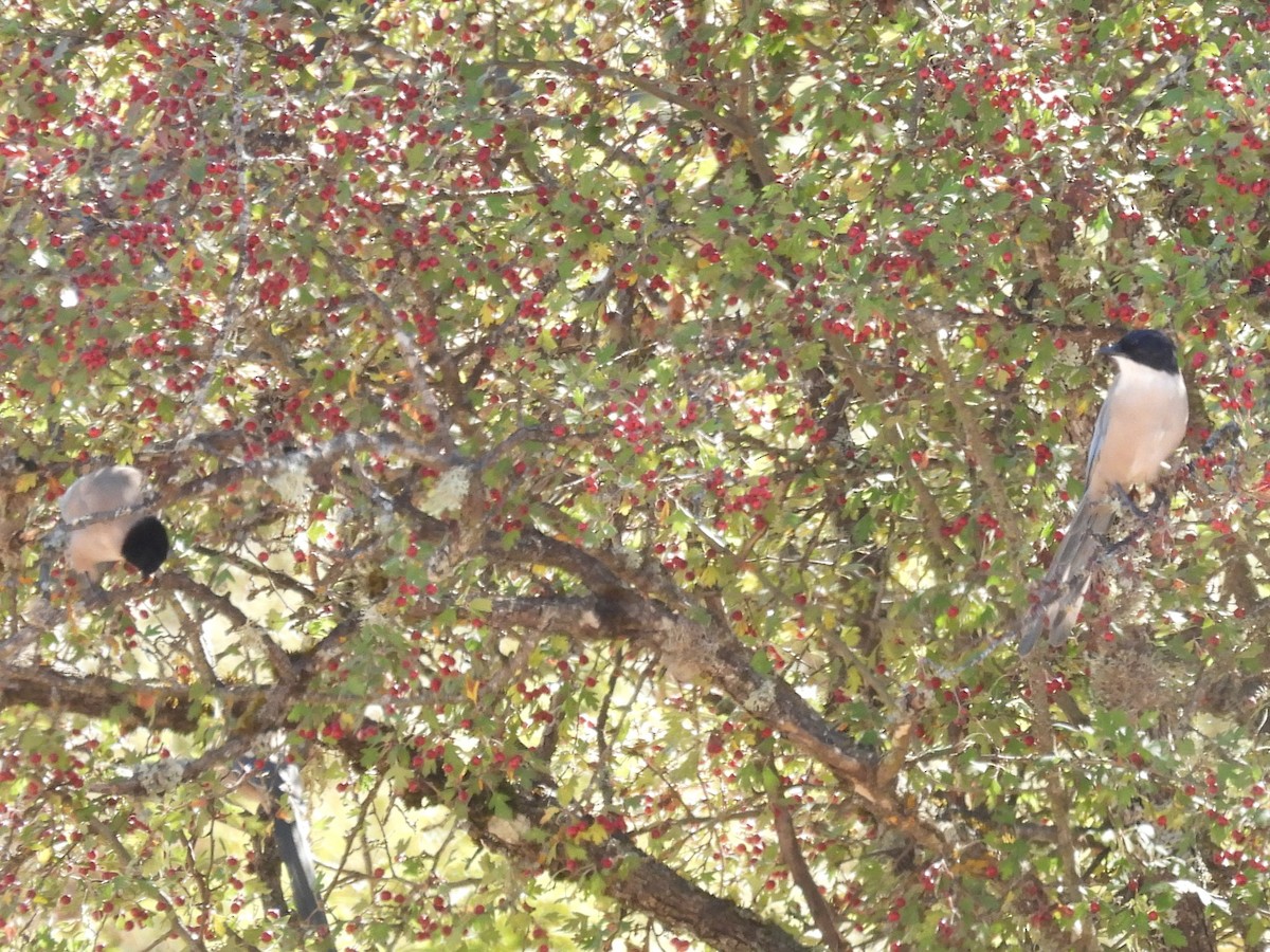 Iberian Magpie - ML642773665