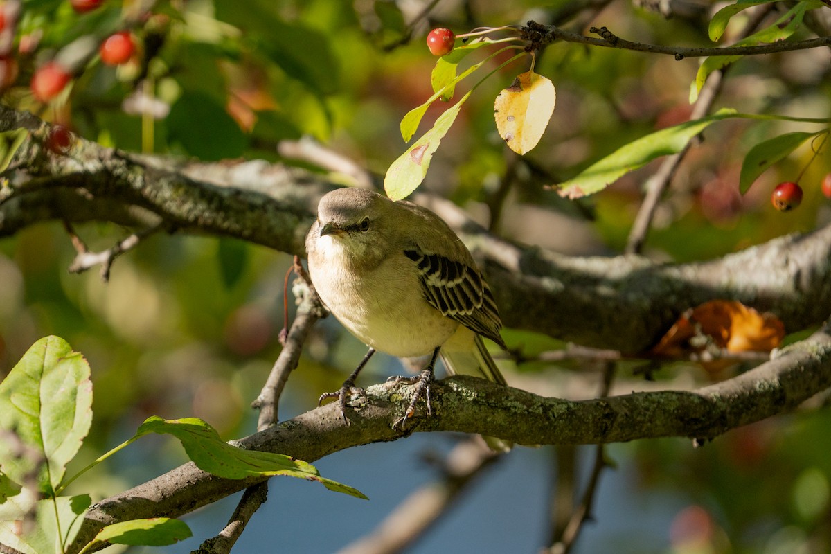 Northern Mockingbird - ML642773672