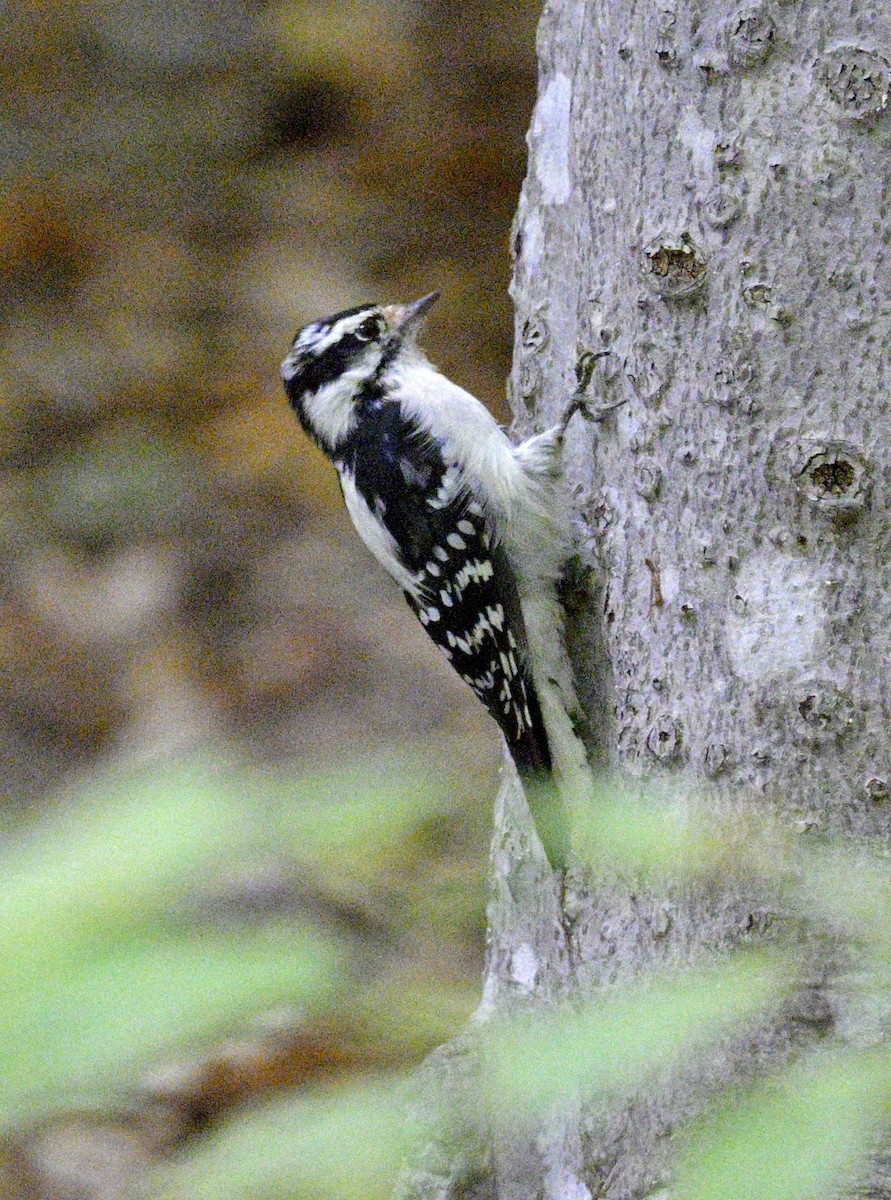 Downy Woodpecker - ML642773682
