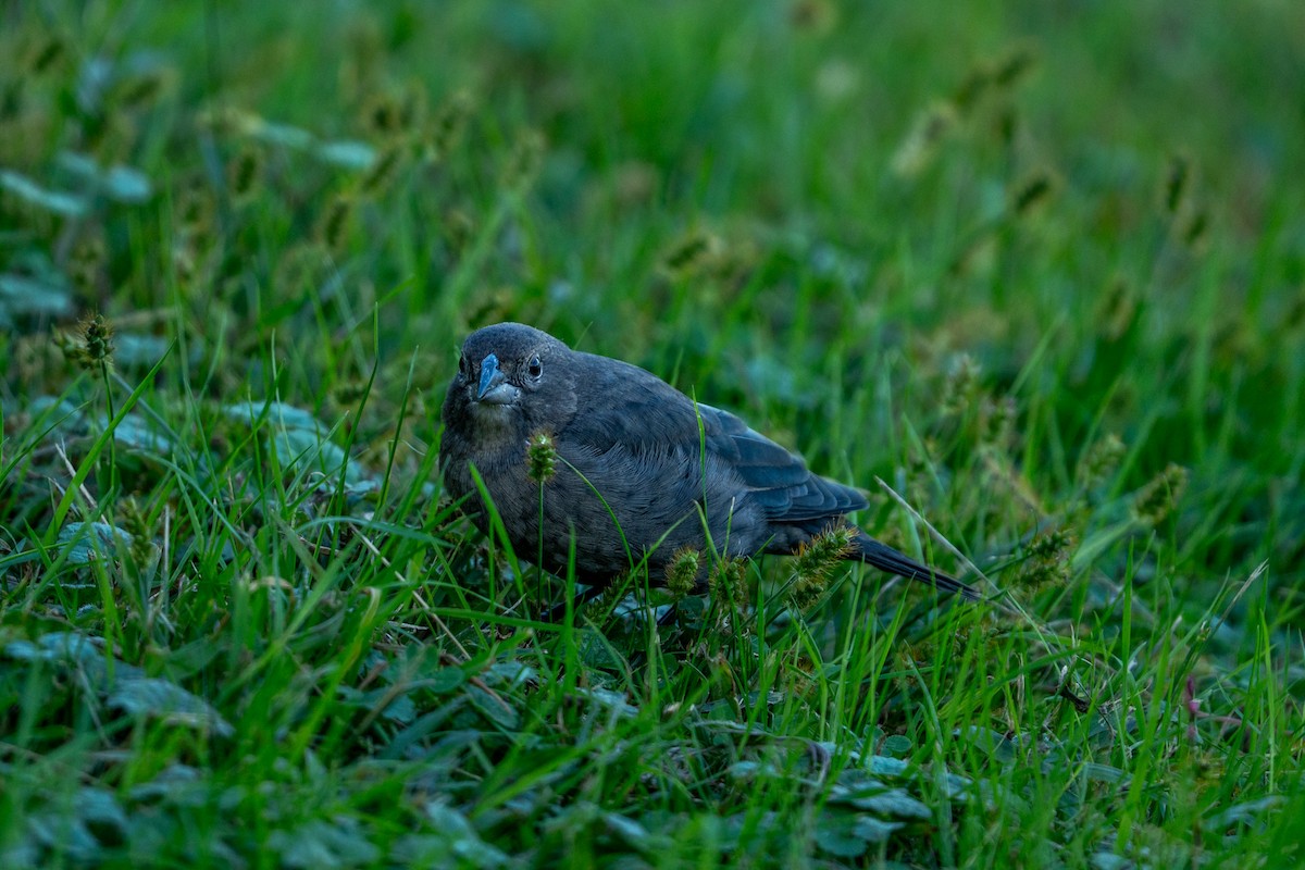 Brown-headed Cowbird - ML642773693