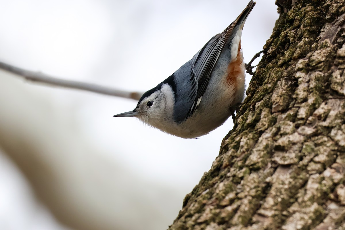White-breasted Nuthatch - ML642773694
