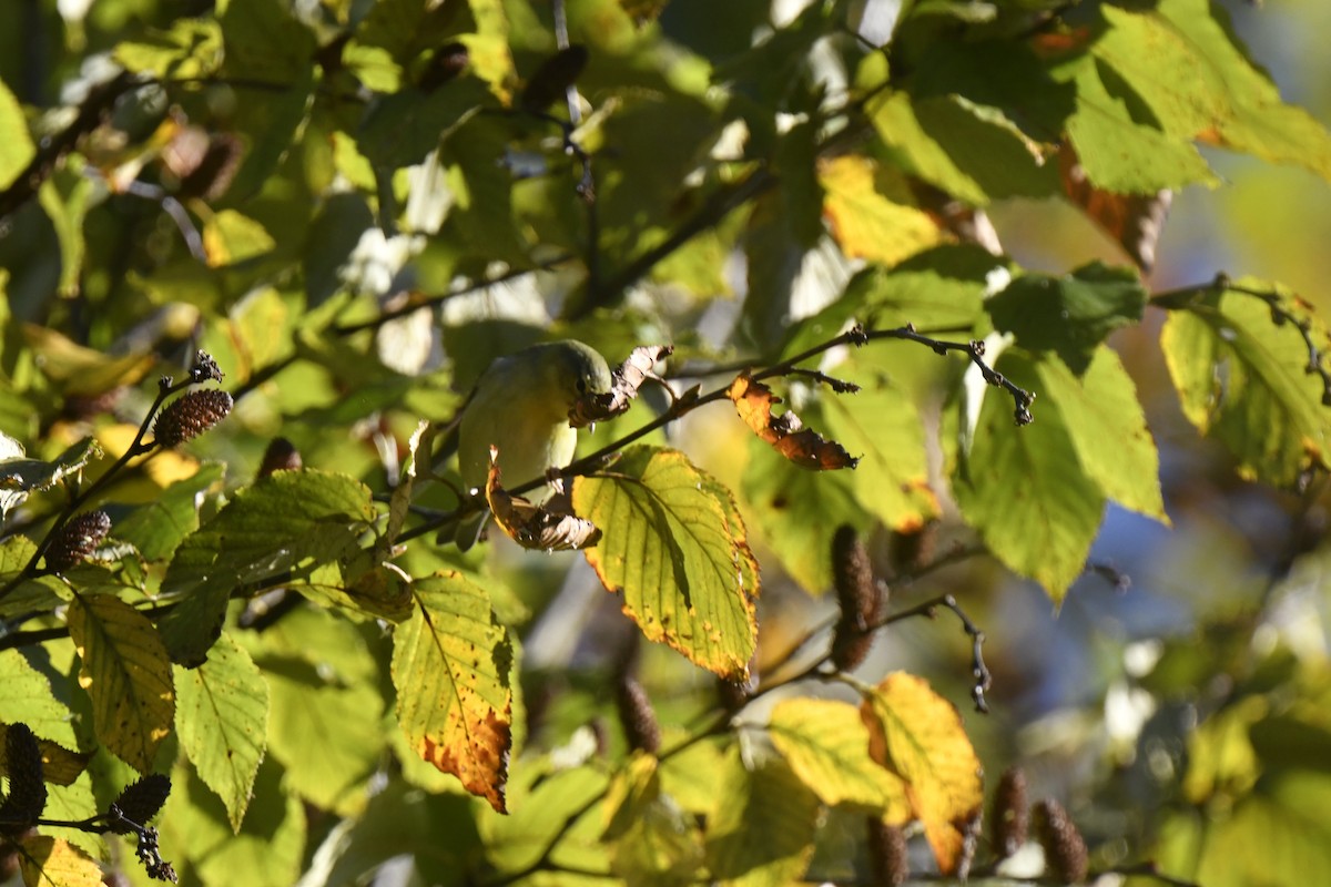 Tennessee Warbler - ML642773697