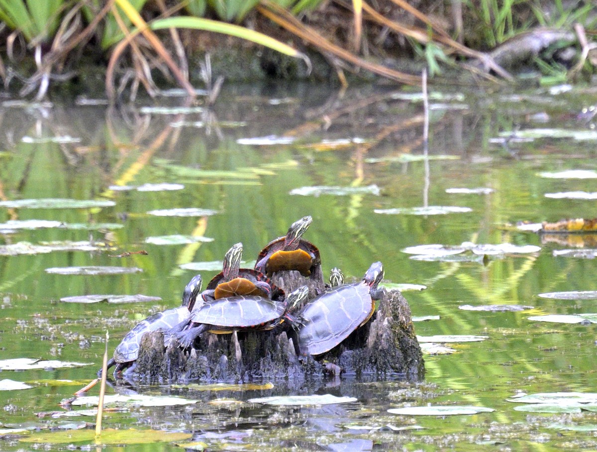 Animals - ML642773701