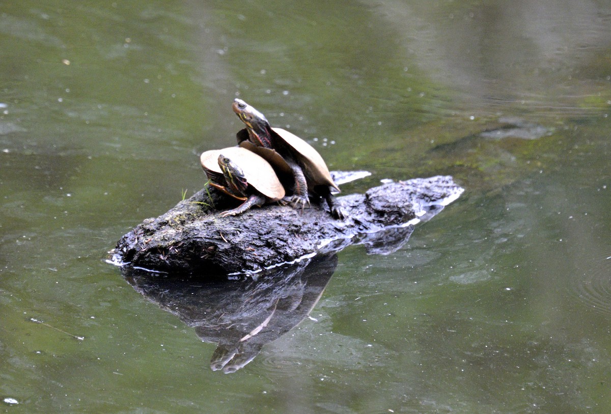 Animals - ML642773702