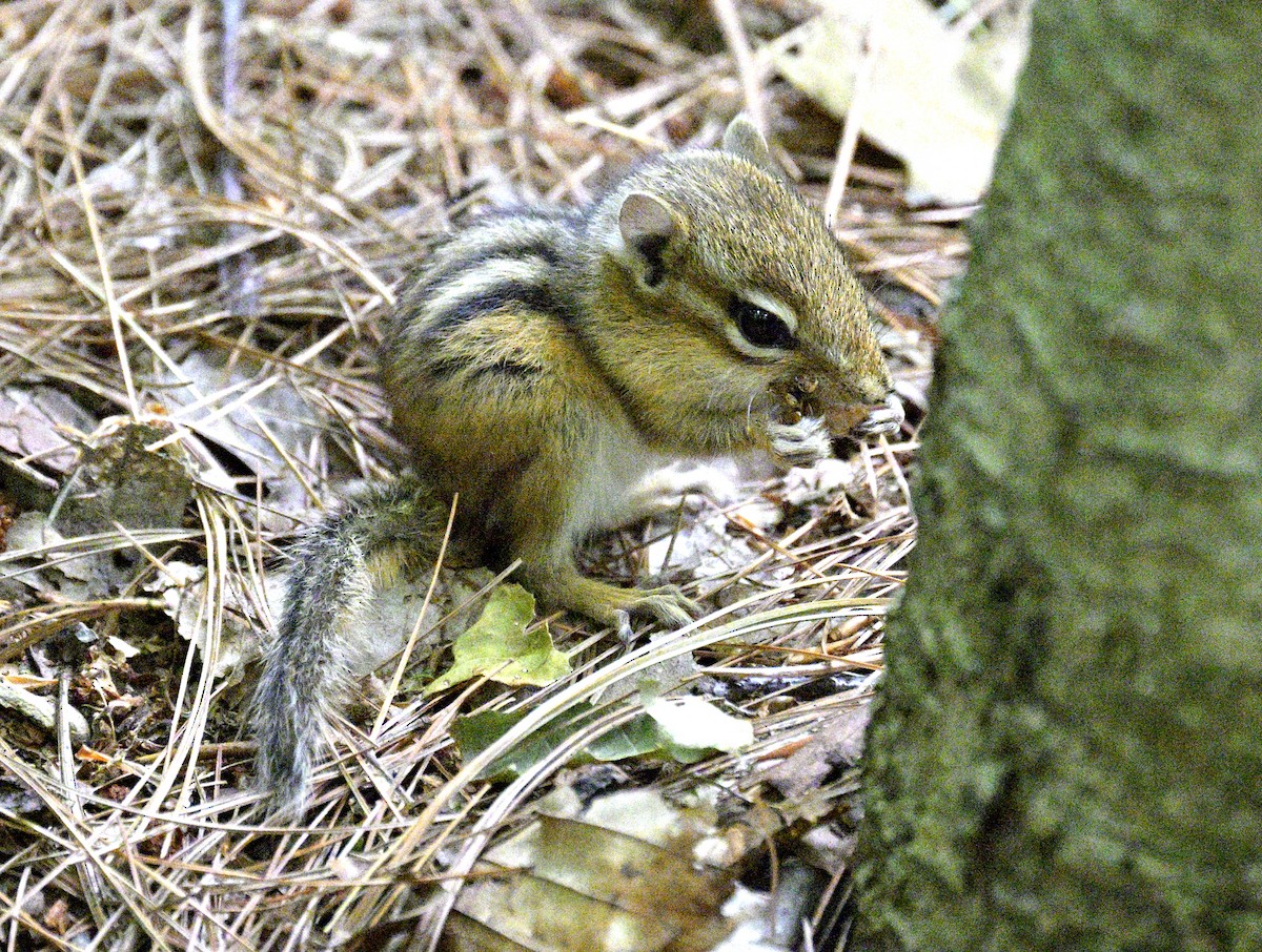 Animals - ML642773703