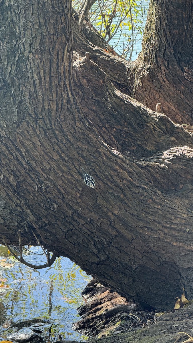 Black-and-white Warbler - ML642773708