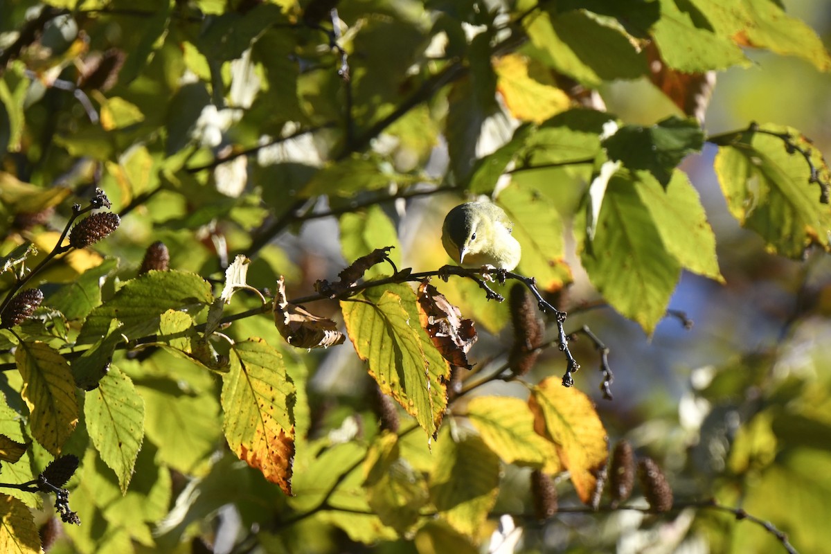 Tennessee Warbler - ML642773724