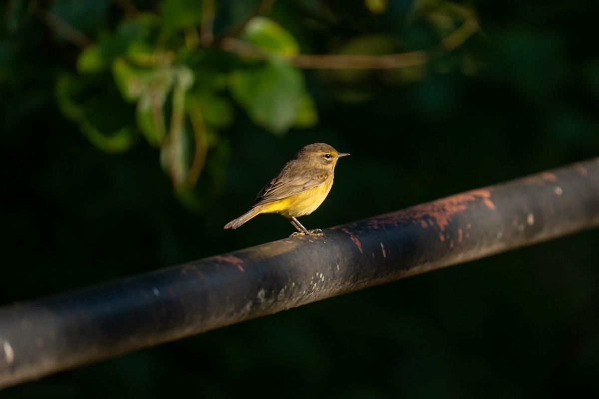 Palm Warbler - ML642773730