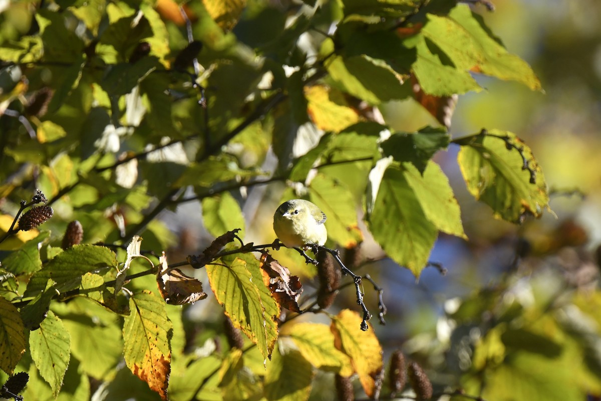 Tennessee Warbler - ML642773739