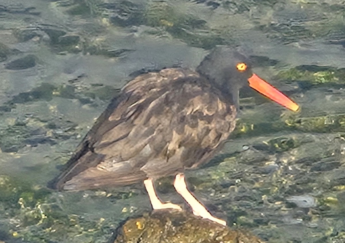 Black Oystercatcher - ML642773743