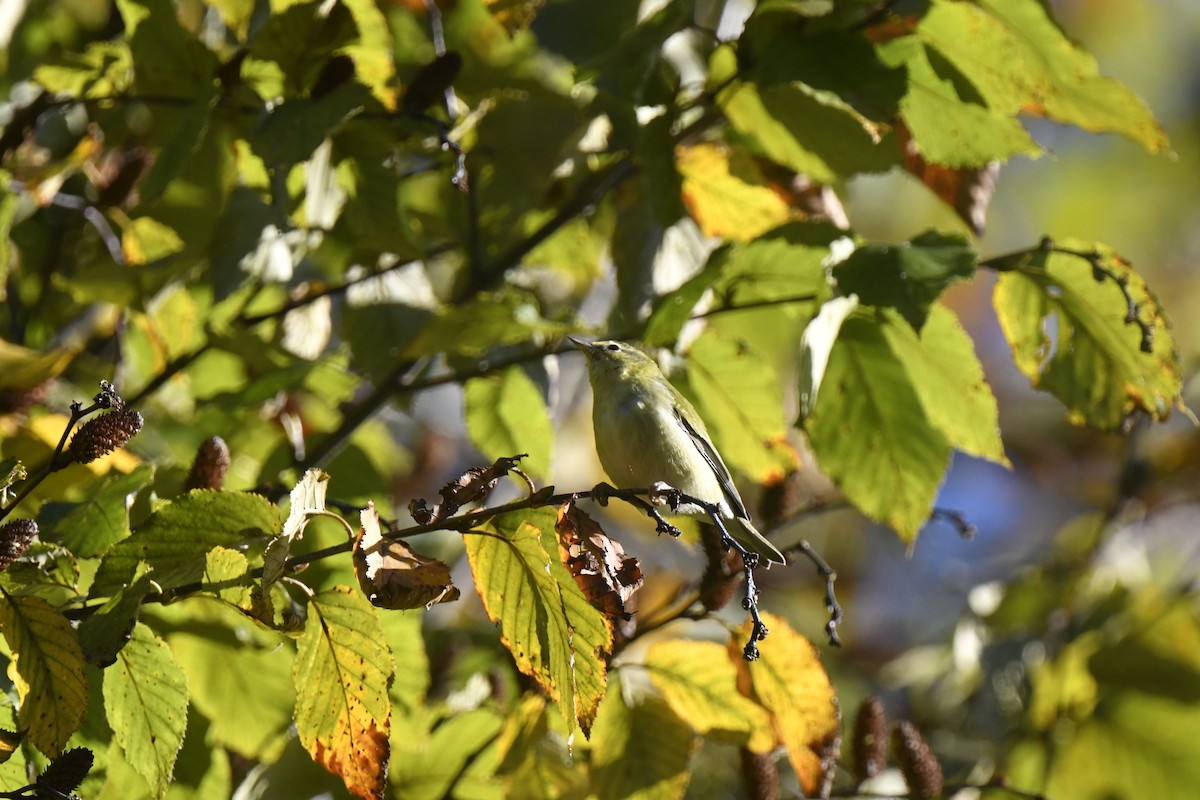 Tennessee Warbler - ML642773759