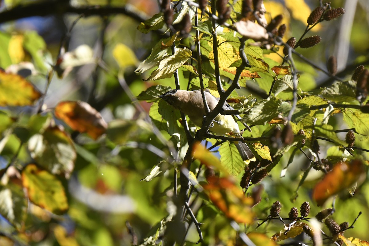 Cedar Waxwing - ML642773779