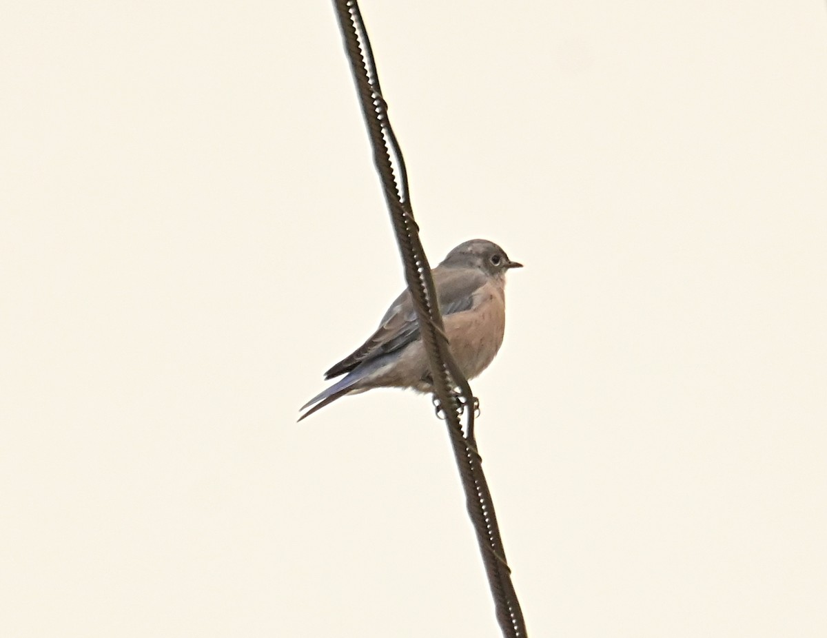 Western Bluebird - ML642773786