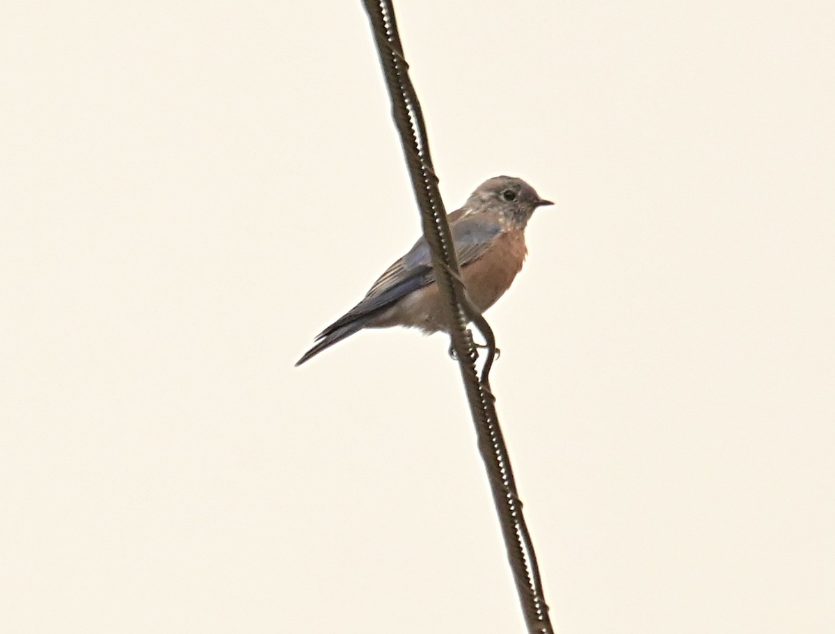 Western Bluebird - ML642773787