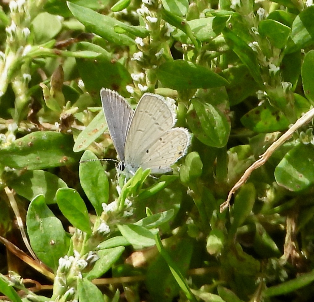 Eastern Tailed-Blue - ML642773864