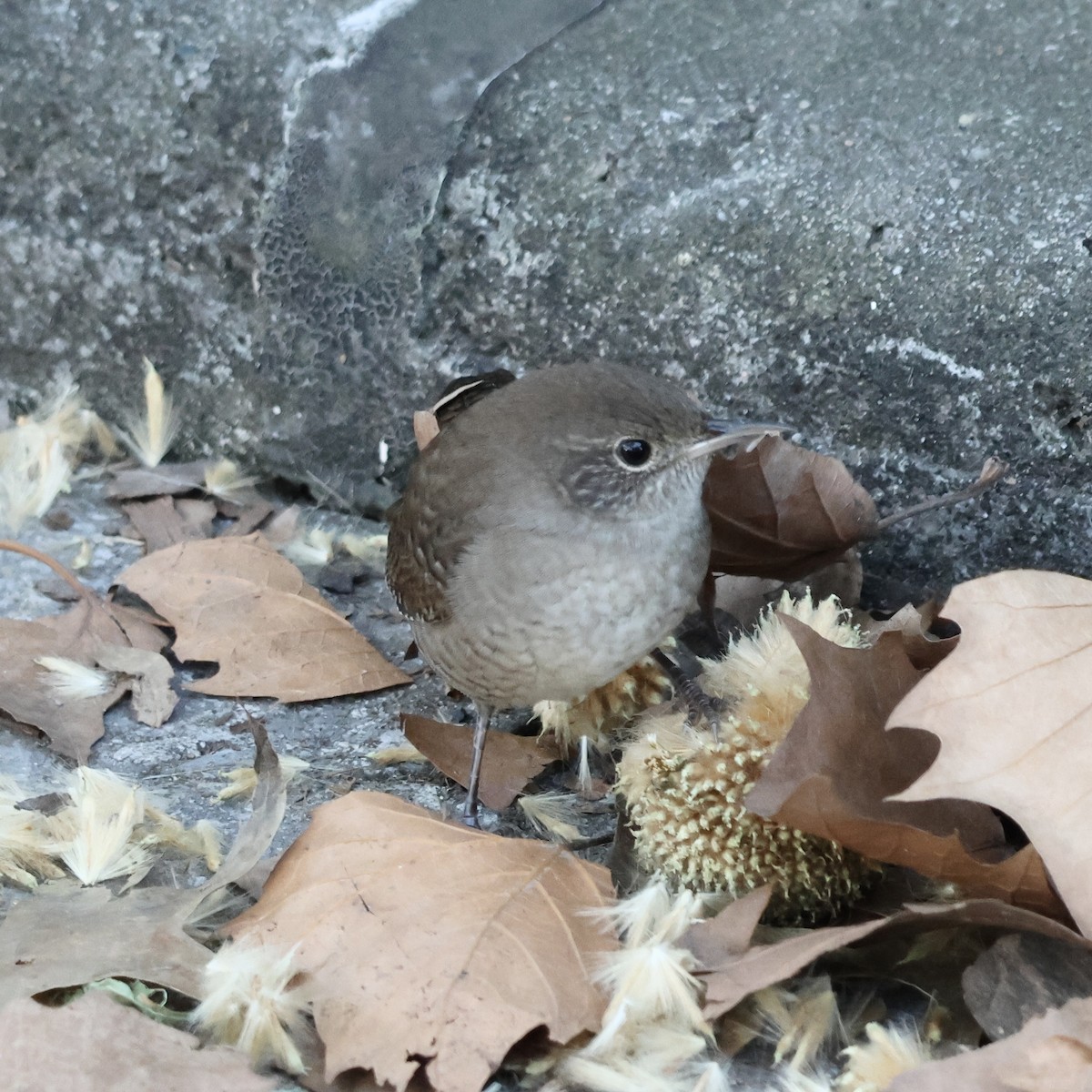 Northern House Wren - ML642773866