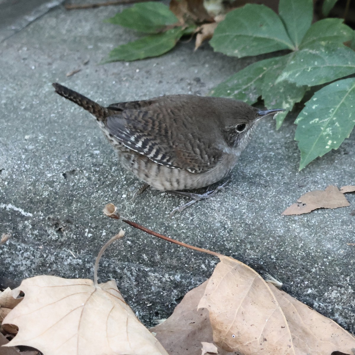 Northern House Wren - ML642773867