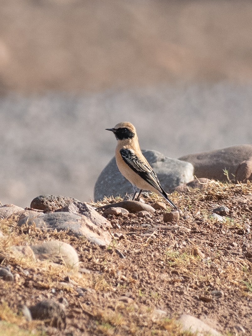 Western Black-eared Wheatear - ML642773886