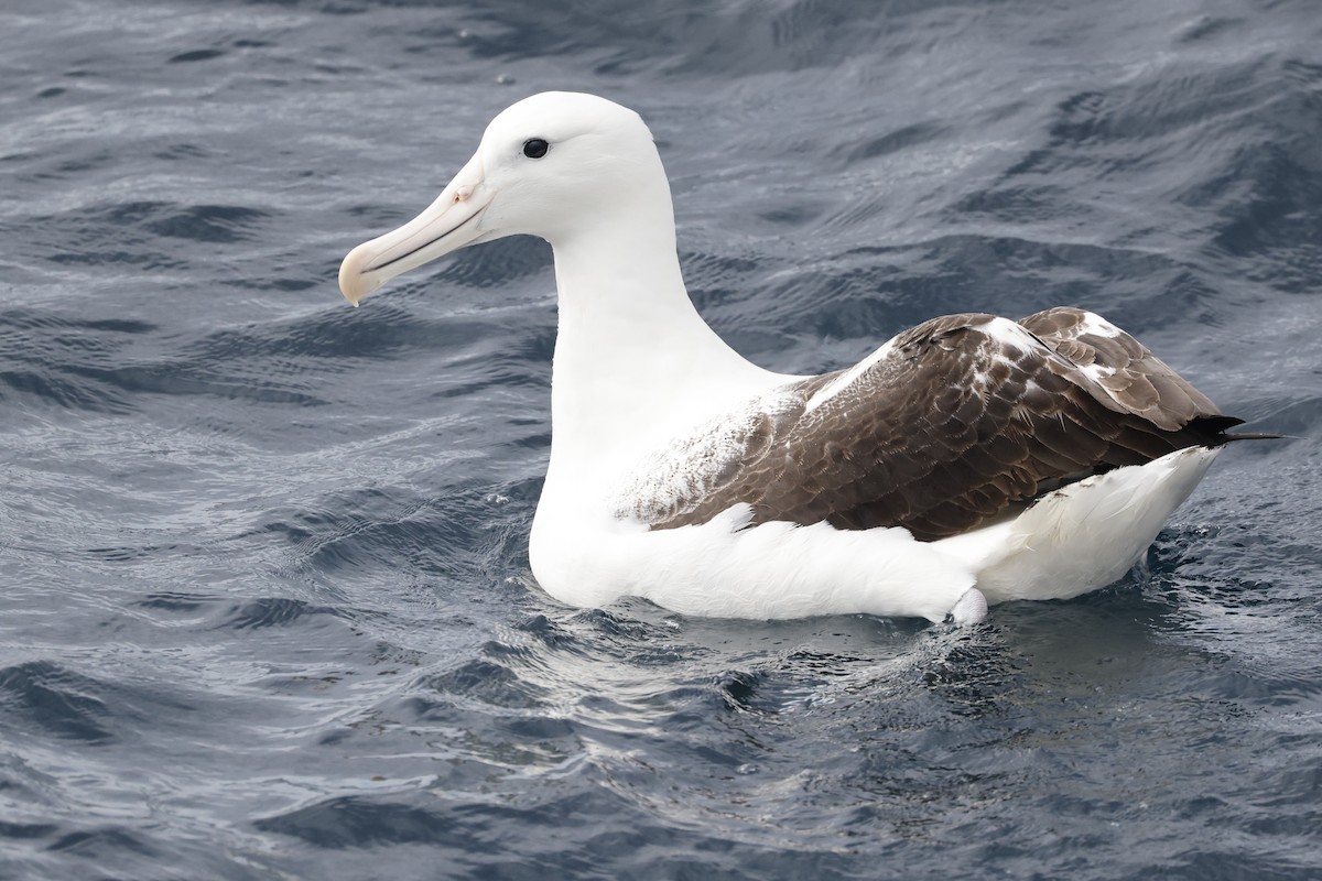 albatros královský - ML642773889